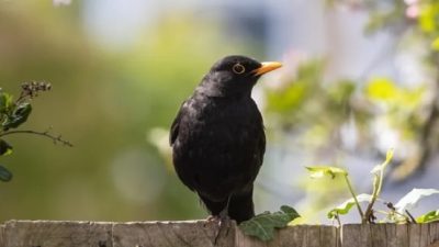 1,4 miljoen vogels geteld…