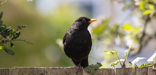 1,4 miljoen vogels geteld…