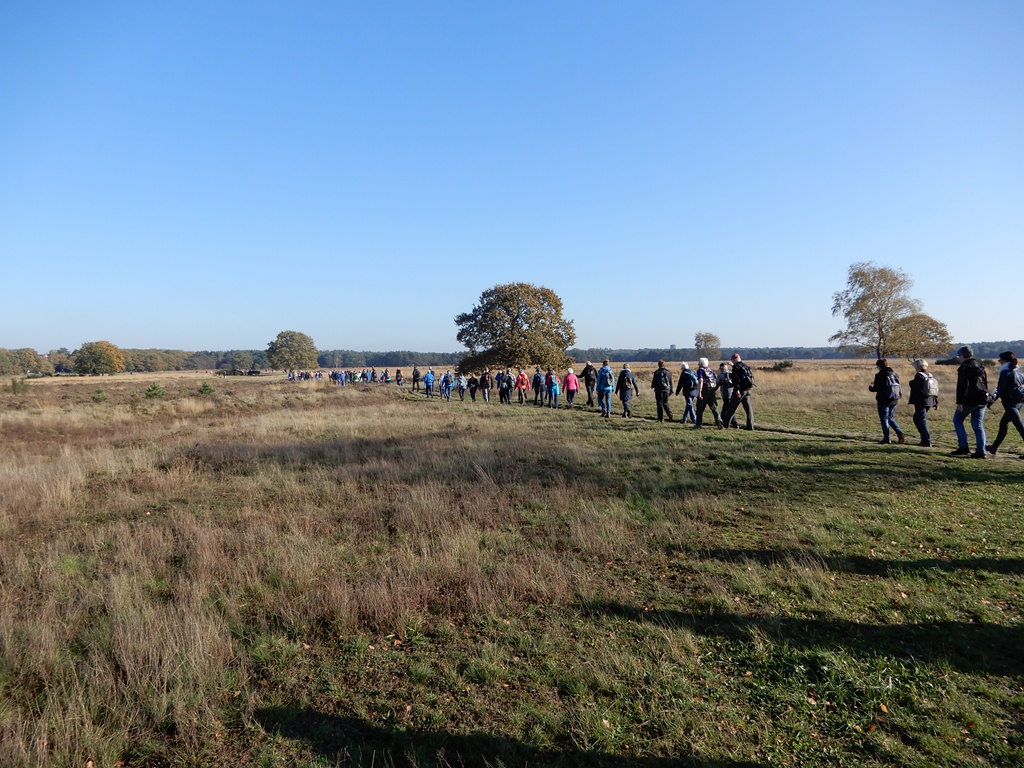 Heidetocht van   Wandelvierdaagse Het Gooi trekt 95 deelnemers