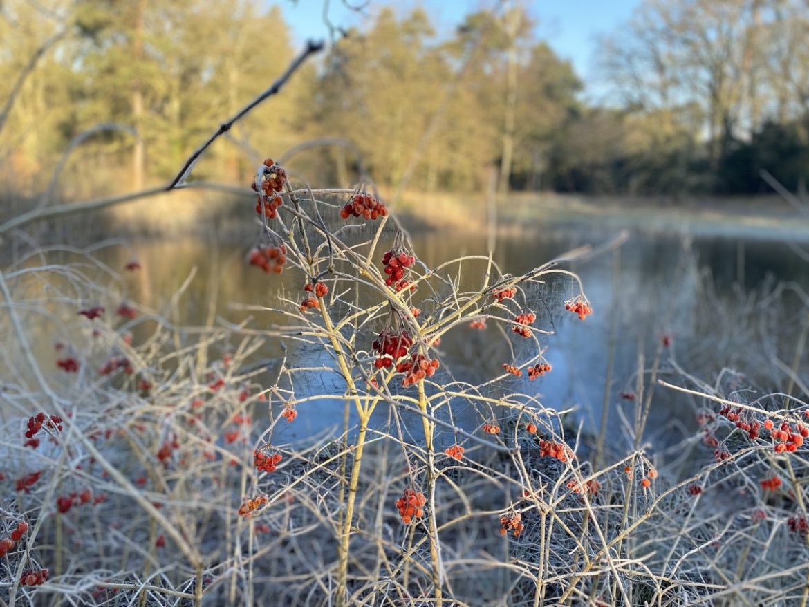 Mauvevijver…