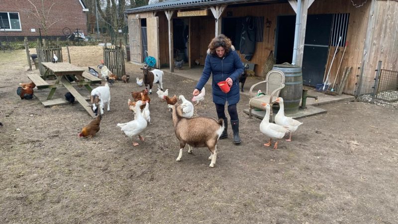 Het Geitenweitje in Laren breidt uit: gulle donatie maakt luxe vakantieverblijf voor kippen en konijnen mogelijk