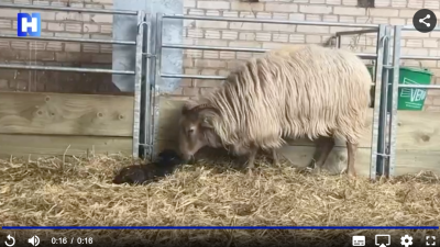 Lente in ’t Gooi begonnen: eerste lammetje bij Goois Natuurreservaat geboren 