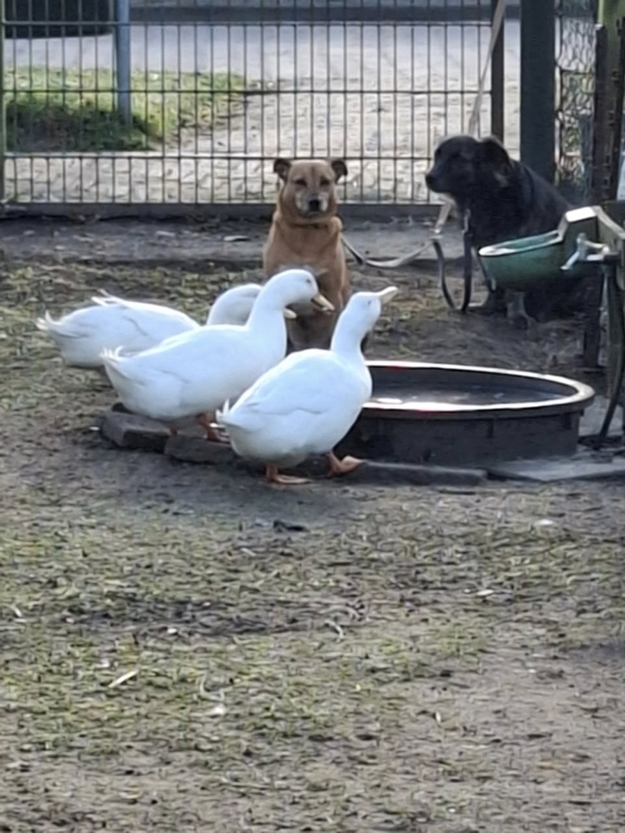 Ook voor slechtziende dieren is er plek