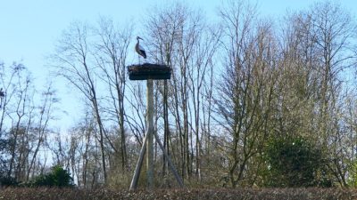 Ooievaars verkennen nieuw nest bij Theetuin Brave Hendrik