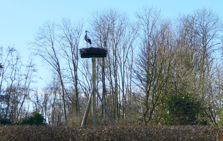 Ooievaars verkennen nieuw nest bij Theetuin Brave Hendrik