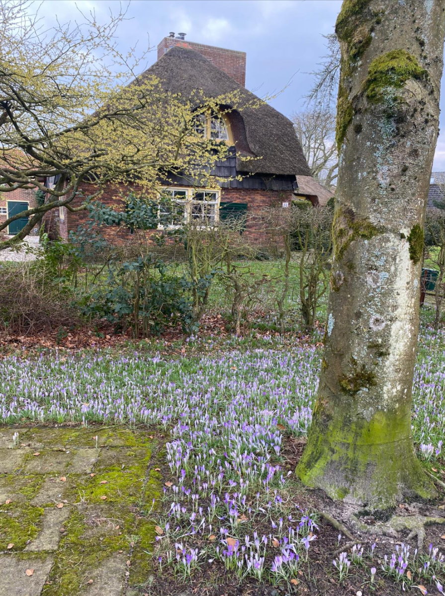 Lente komt eraan! Kwik kan naar 20 graden stijgen eind komende week