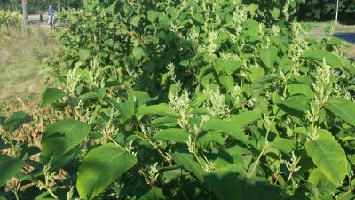 Voorkom schade door Japanse duizendknoop