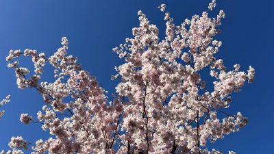 Zaterdag: 2170x bekeken +Top 10 meest gelezen  berichten