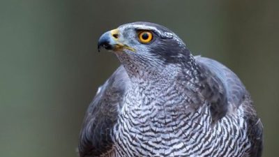 Elke laatste zondag van de maand is er een speciale themamiddag bij de schaapskooi in Blaricum.