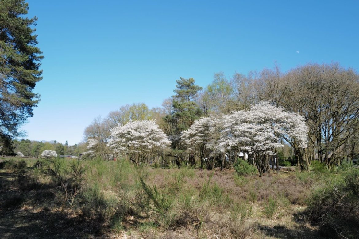 Woensdag: 2179x bekeken +Top 10 meest gelezen berichten