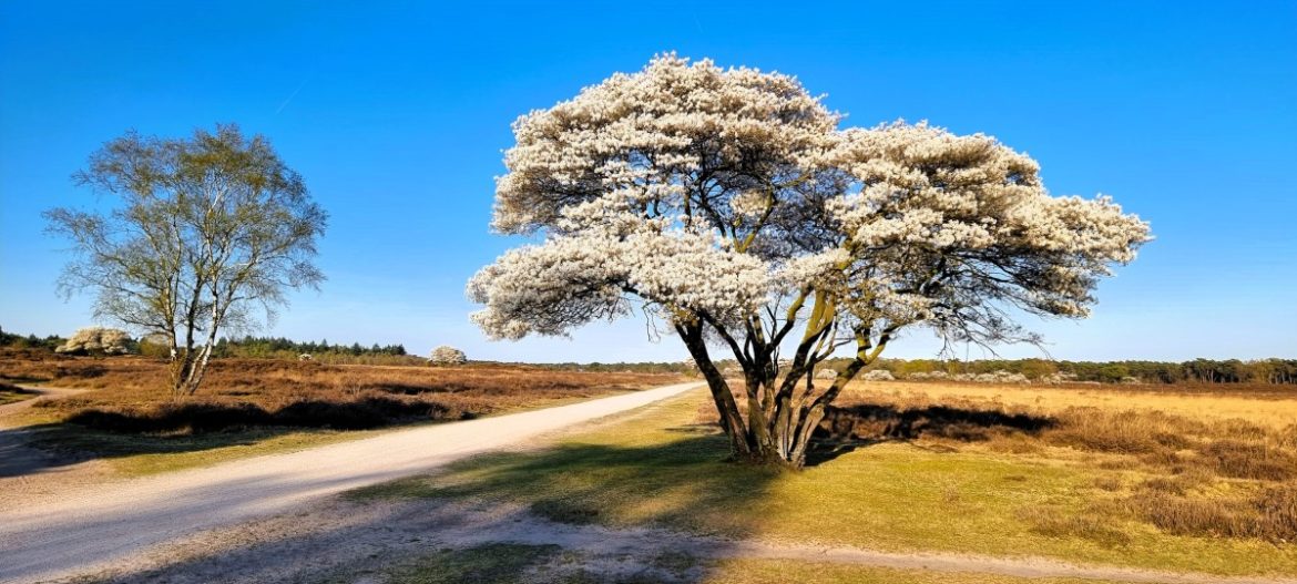 Prachtig mooi, nog even op de hei…