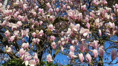 Dinsdag: 1791x bekeken +Top 10 meest gelezen berichten