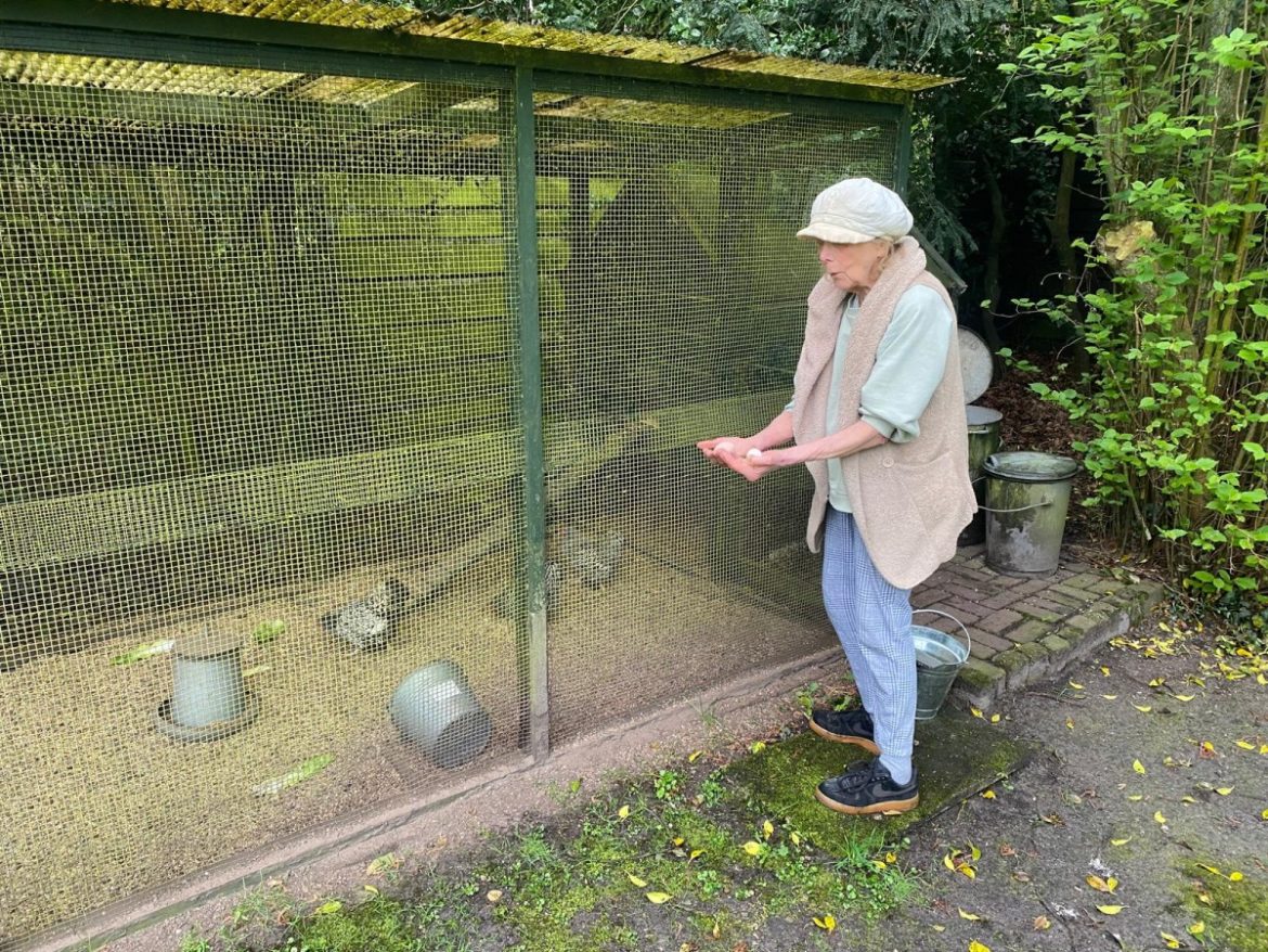 Nederland: Eet geen eieren van eigen kippen! Belgie: Maximaal 2 van eigen kweek