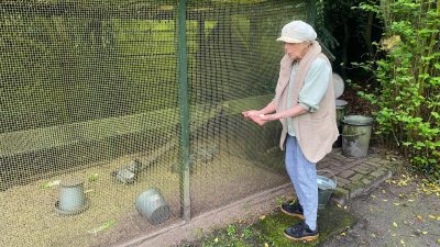 Nederland: Eet geen eieren van eigen kippen! Belgie: Maximaal 2 van eigen kweek