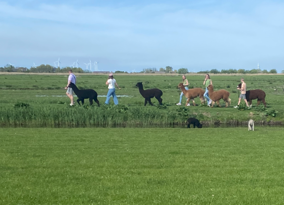 Alpaca’s lentewandeling in Eempolder