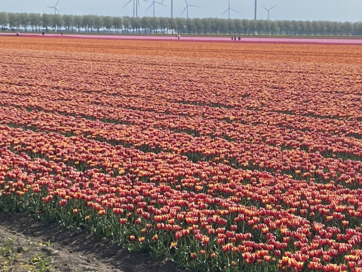 Fantastisch 2e Paasdag-uitje, ‘De Tulpenroute’ in Flevoland (REPO)
