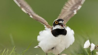 Kleine plevier gespot