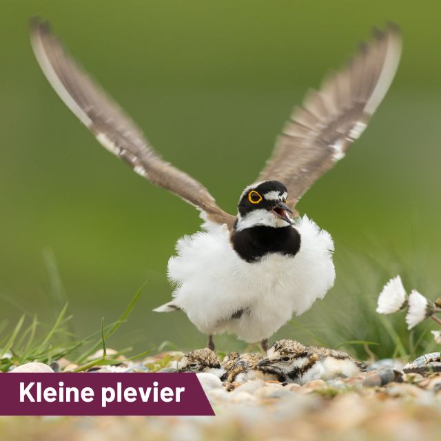 Kleine plevier gespot