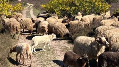 Larense kudde geniet volop