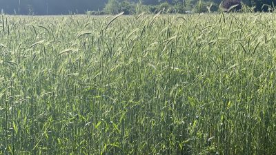 Woensdag: 1848x bekeken +Top 10 meest gelezen berichten