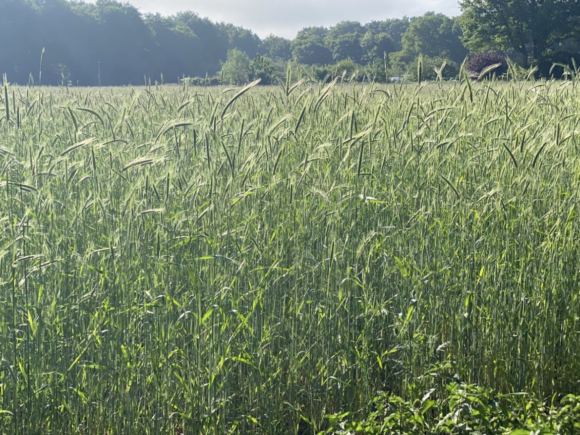 Zondag: 1876x bekeken +Top 10 meest gelezen berichten