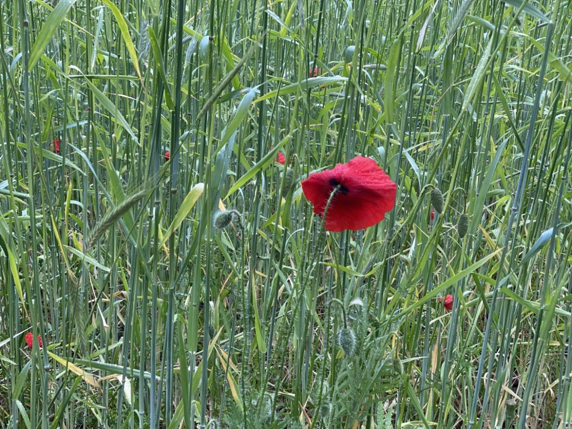 Dinsdag:2389x bekeken +Top 10 meest gelezen berichten