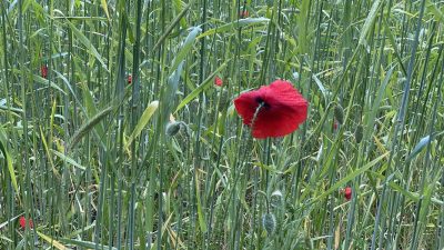 Dinsdag:2389x bekeken +Top 10 meest gelezen berichten