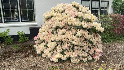 Zaterdag: 1475x bezoekers +Top 10 meest gelezen berichten