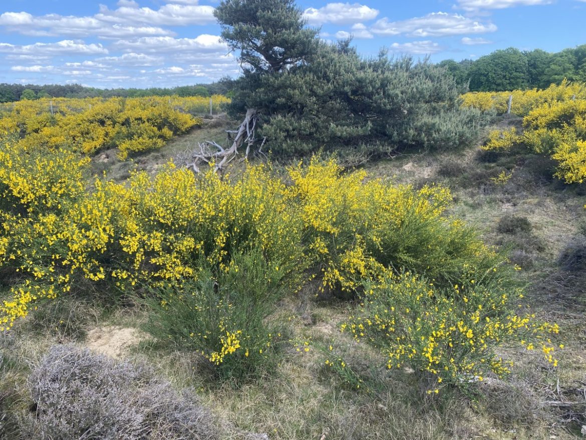 Zondag:2365x bekeken +Top 10 meest gelezen berichten