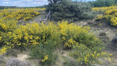 Zondag:2365x bekeken +Top 10 meest gelezen berichten