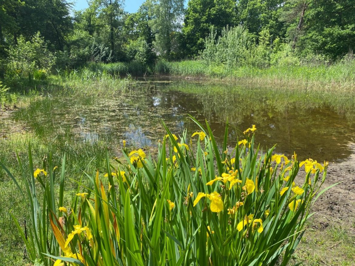 Kikkerconcerten in Mauvevijver begonnen