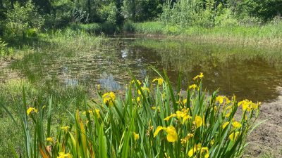 Kikkerconcerten in Mauvevijver begonnen