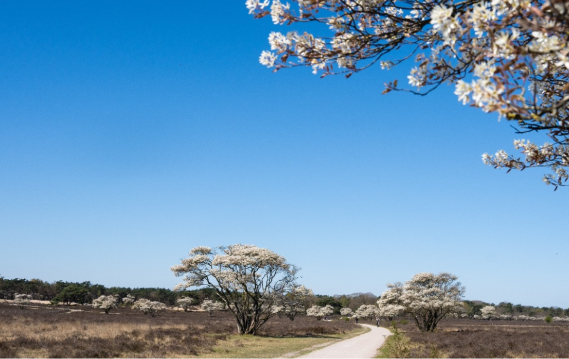Het mooiste aan de Zuiderheide tussen Laren en Hilversum