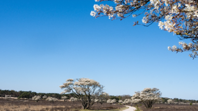 Het mooiste aan de Zuiderheide tussen Laren en Hilversum
