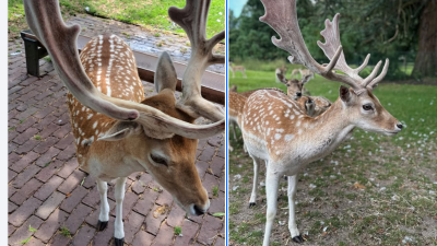 Wist je dit al over het gewei van een bok?