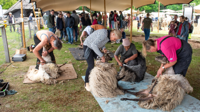 Welkom op het Schaapscheerdersfeest op zaterdag 7 juni!