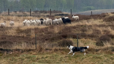 Zaterdag: 1390x bekeken + Top 10 meest gelezen berichten