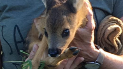 Reekalfjes zoeken zodat ze niet onder de maaimachine komen.