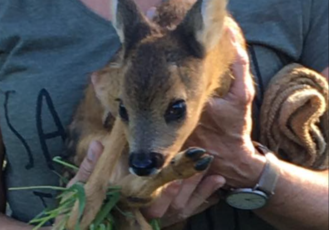 Reekalfjes zoeken zodat ze niet onder de maaimachine komen.