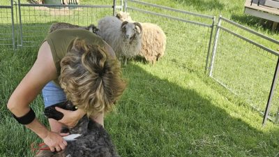 Een fantastische terugblik op Geitenweitje’s Boerenmarkt en Schaapscheerdersfeest