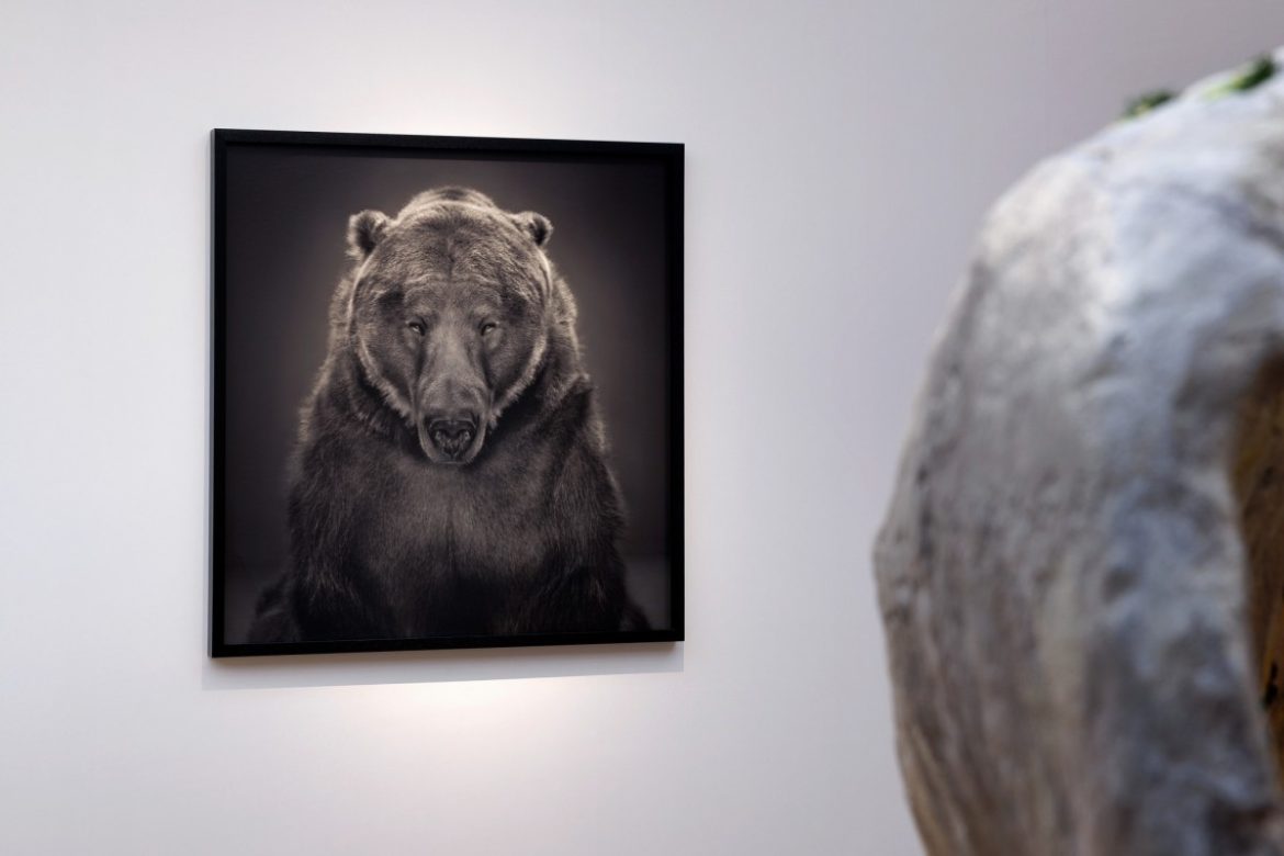 OOG in OOG | De wolf, de beer, de bizon, de Europese eland en de Amerikaanse eland.