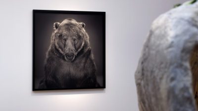 OOG in OOG | De wolf, de beer, de bizon, de Europese eland en de Amerikaanse eland.