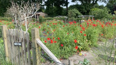 Woensdag 6795x bekeken +Top 10 meest gelezen berichten