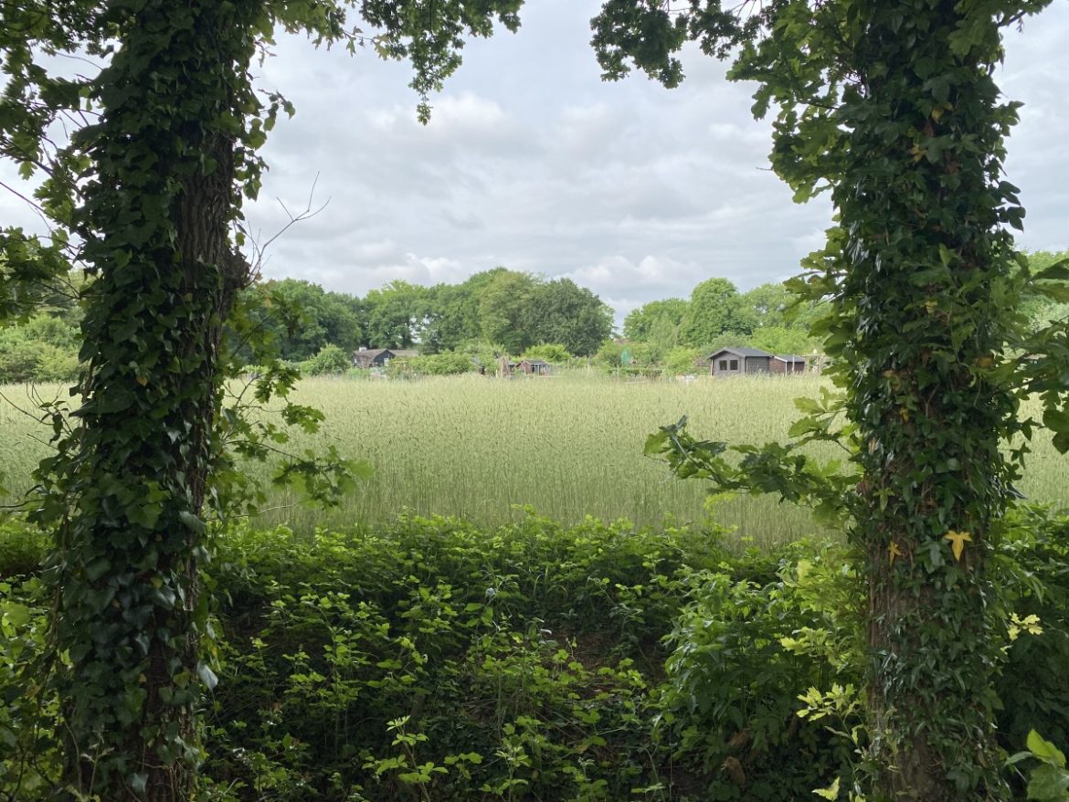 Zondag 2038 x bekeken +Top 10 meest gelezen berichten