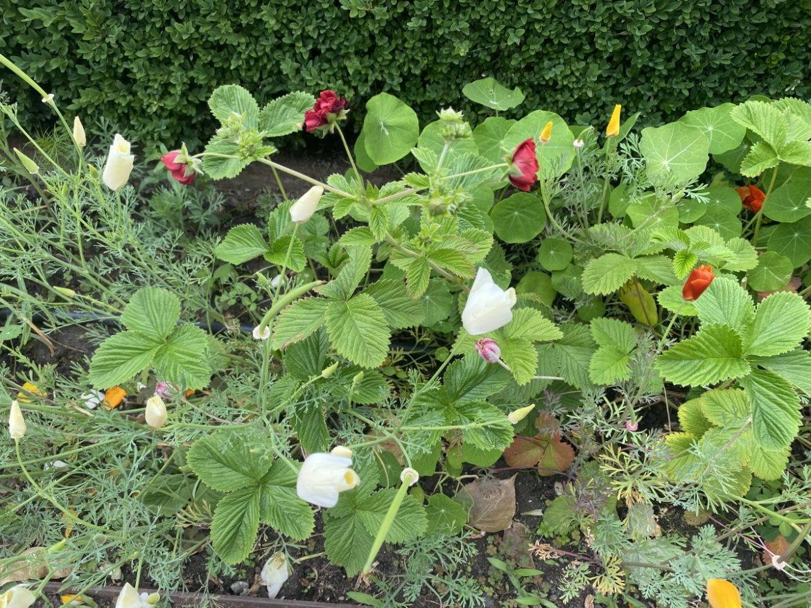 Vrijdag: 2161x bekeken +Top 10 meest gelezen berichten