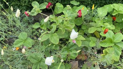 Vrijdag: 2161x bekeken +Top 10 meest gelezen berichten