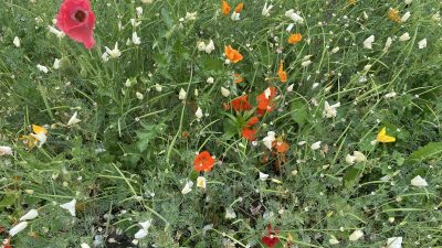 Maandag: 1375x bekeken +Top 10 meest gelezen berichten