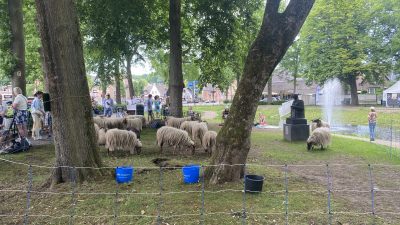 Zondag:1864x bekeken +Top 10 meest gelezen berichten