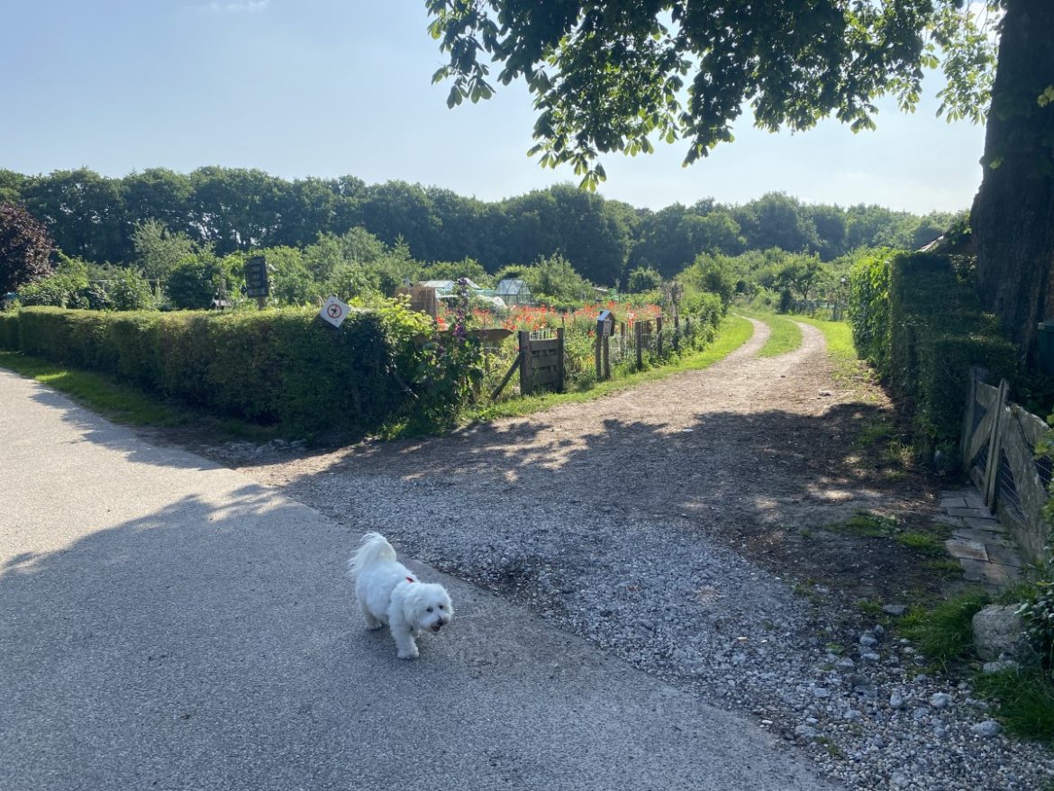 Donderdag: 3596x bekeken +Top 10 meest gelezen berichten