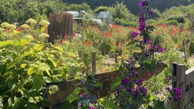 Donderdag:2832x bekeken +Top 10 meest gelezen berichten